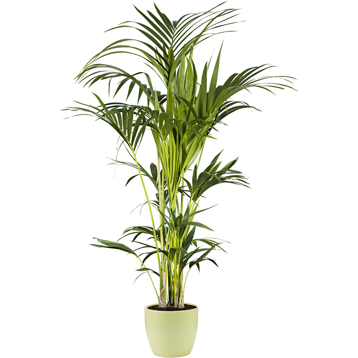 Plantiflor Kentia Palme 110 cm Topf 21 cm