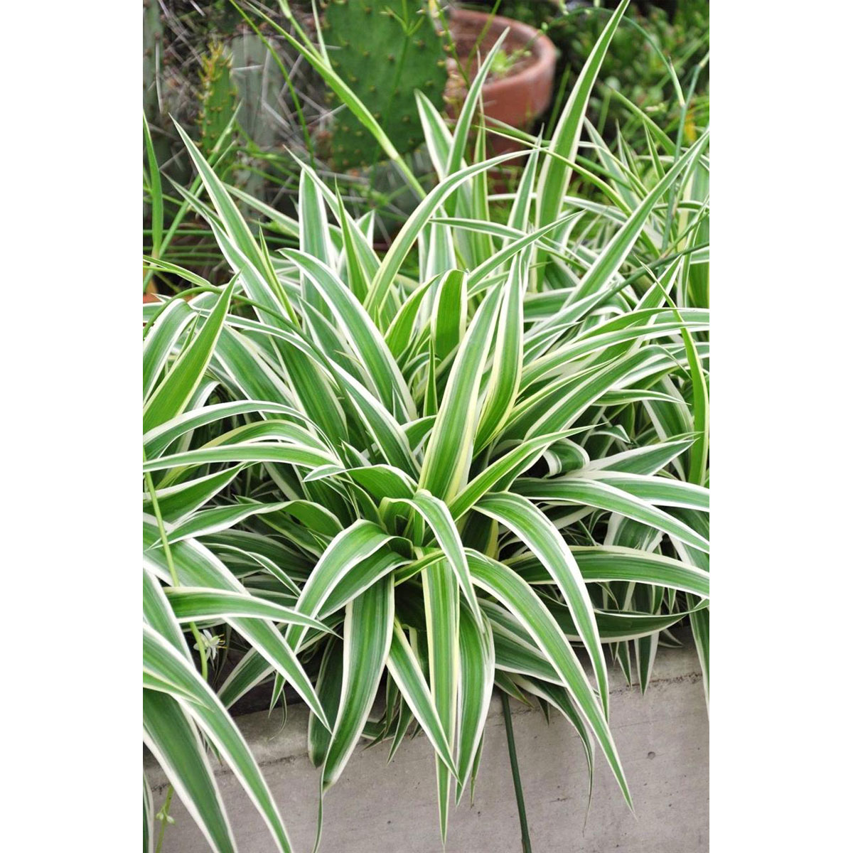 Grünlilie Ocean 2er Set - Luftreinigende Zimmerpflanze In Terrakotta Töpfen | 15-20cm