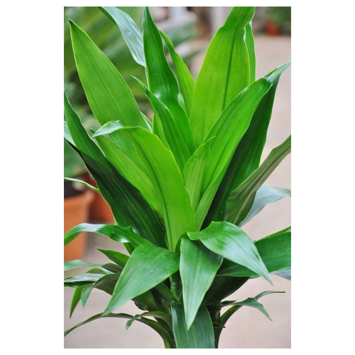 Drachenbaum Craig 3er 130140 cm K000055231